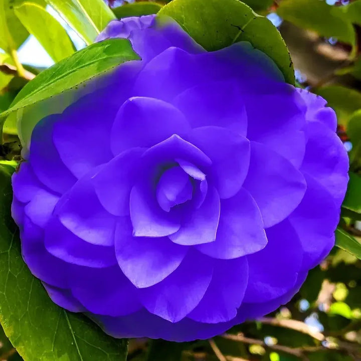 Blue Camellia Flower Seeds – Heirloom, Non-GMO Seeds for Planting Organic Garden Blooms