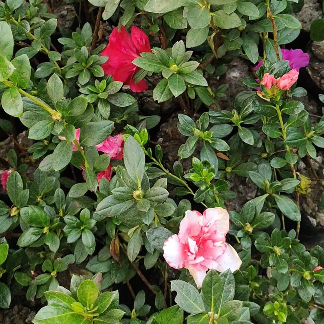 Azalea Flower Seeds Multicolor for Planting – Heirloom, Non-GMO Seeds
