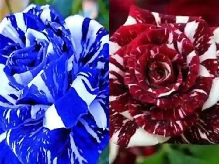 Mix Dragon Rose Flower Plant Seeds – Heirloom Non-GMO Seeds for Planting – High Germination Organic Garden Seeds