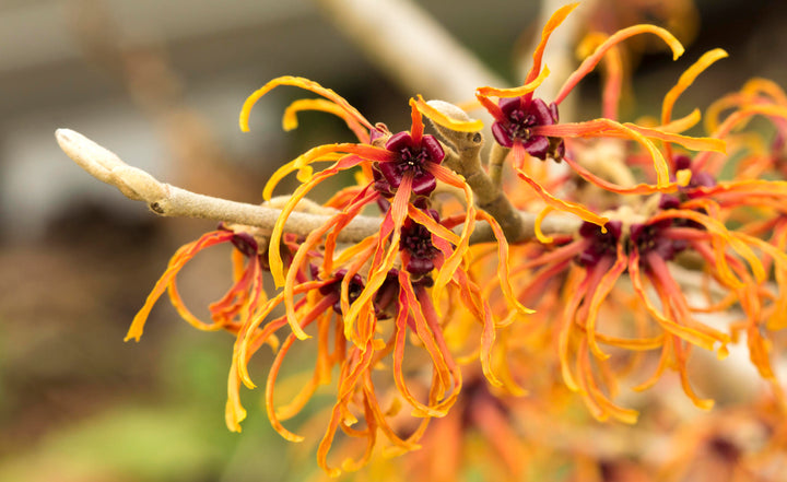 Zaubernuss Hamamelis Flower Seeds for Planting – Heirloom, Non-GMO, High Germination Organic Garden Seeds