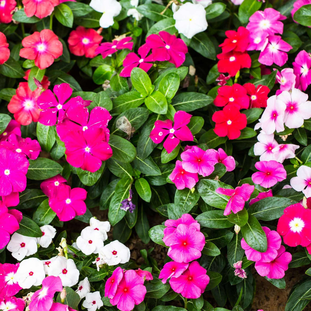 Mixed Vinca Flower Seeds for Planting – Heirloom, Non-GMO, High Germination Organic Garden Seeds