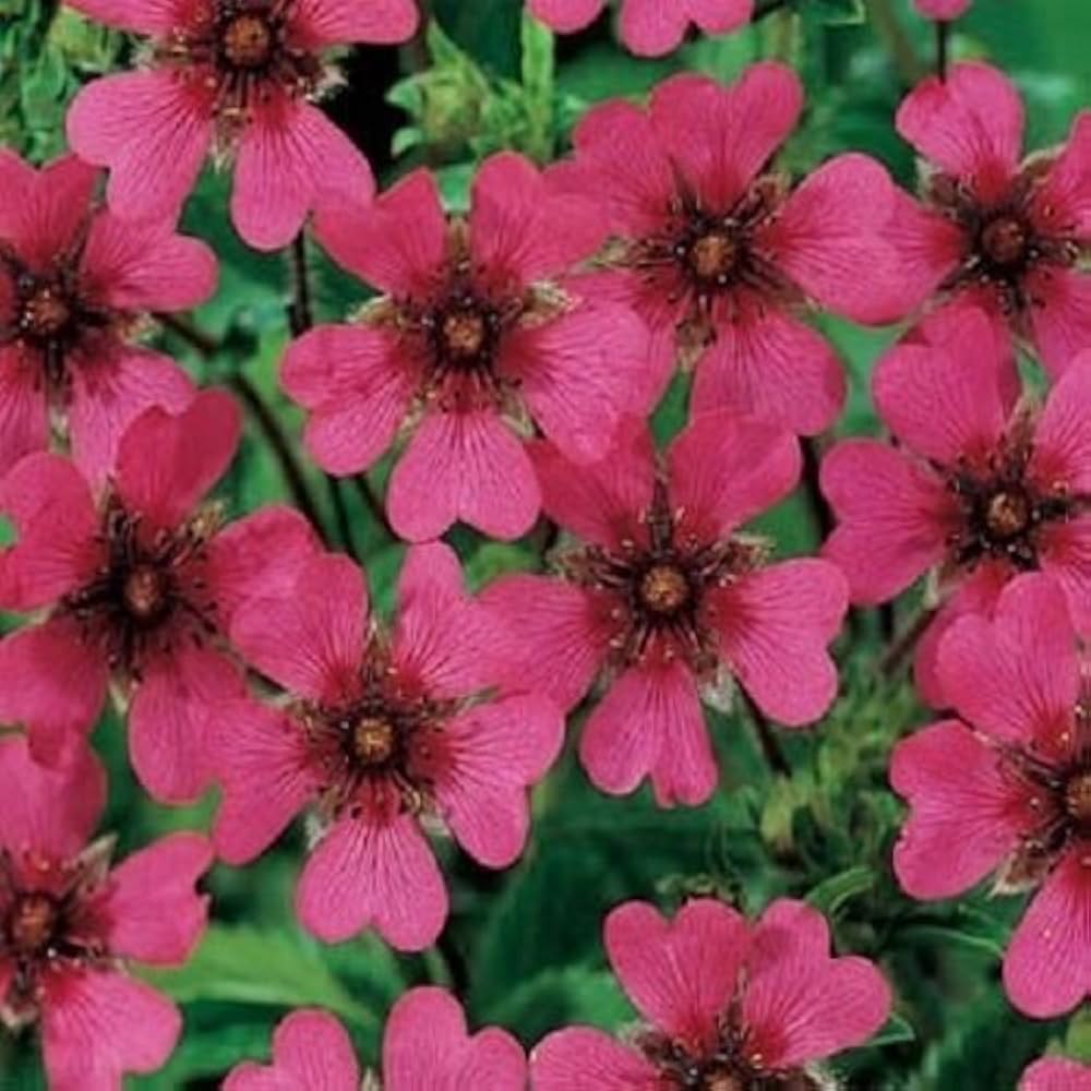 Pink Potentilla Nepalensis Flower Seeds for Planting – Heirloom, Non-GMO, High Germination Organic Garden Seeds