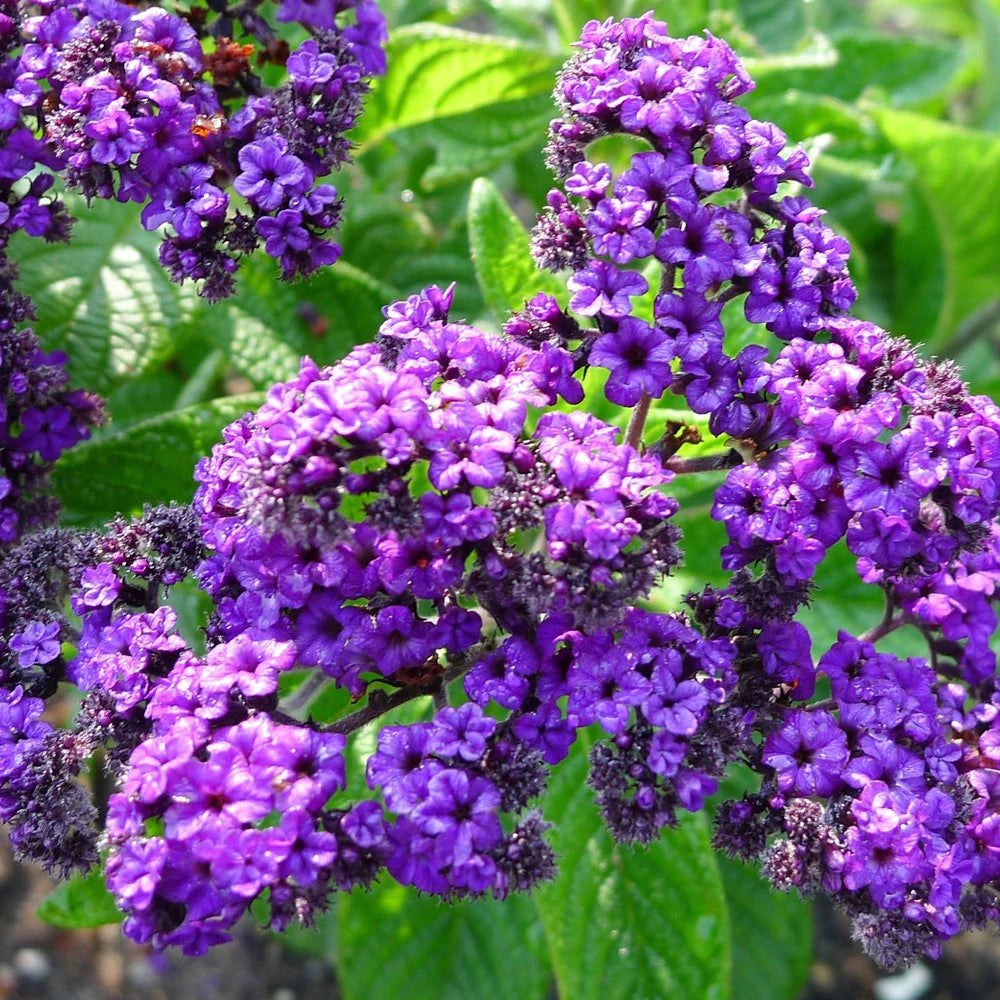 heliotrope flower seeds Heirloom Heliotrope Marine Flower Seeds, Non-GMO Fragrant Purple Blooms for Pollinator Garden Planting