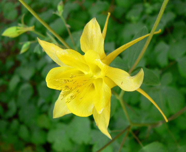 Aquilegia Chrysantha Flower Seeds – Heirloom, Non-GMO, Golden Columbine Blooms for Garden Planting