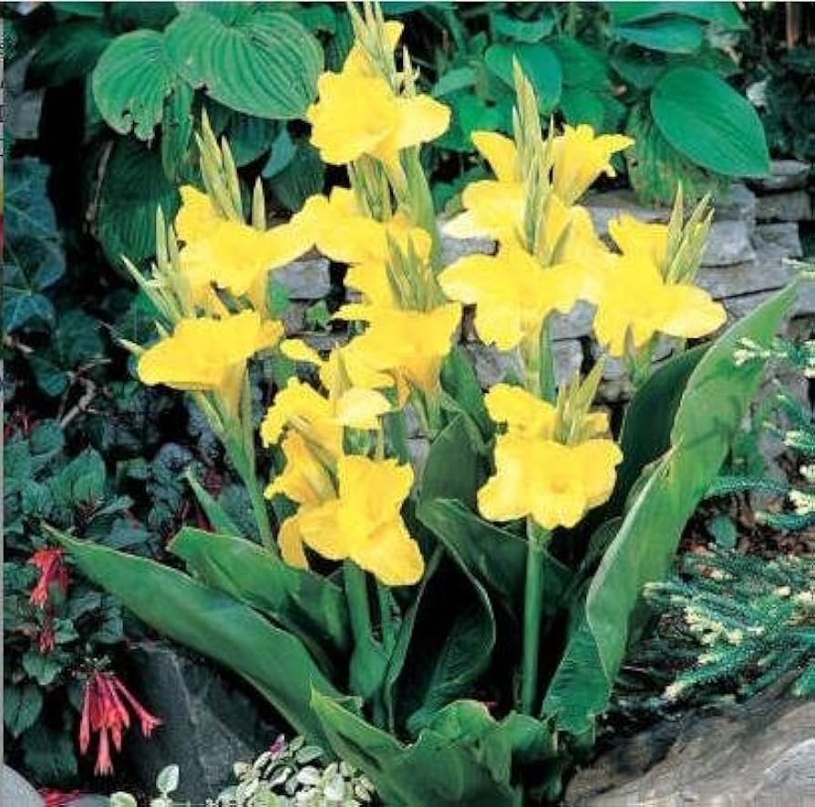 Yellow Pretoria Flower Seeds for Planting – Heirloom, Non-GMO, High Germination Organic Garden Seeds