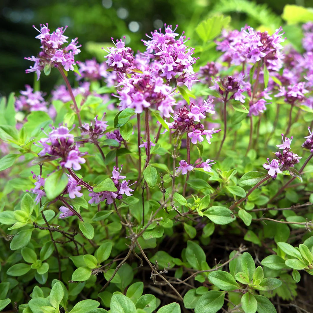 Heirloom Non-GMO Pink Creeping Thyme Plant Seeds – Fragrant Ground Cover for Garden