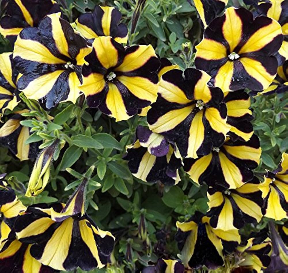 Yellow Black Playmates Flower Seeds for Planting – Heirloom, Non-GMO, High Germination Organic Garden Seeds