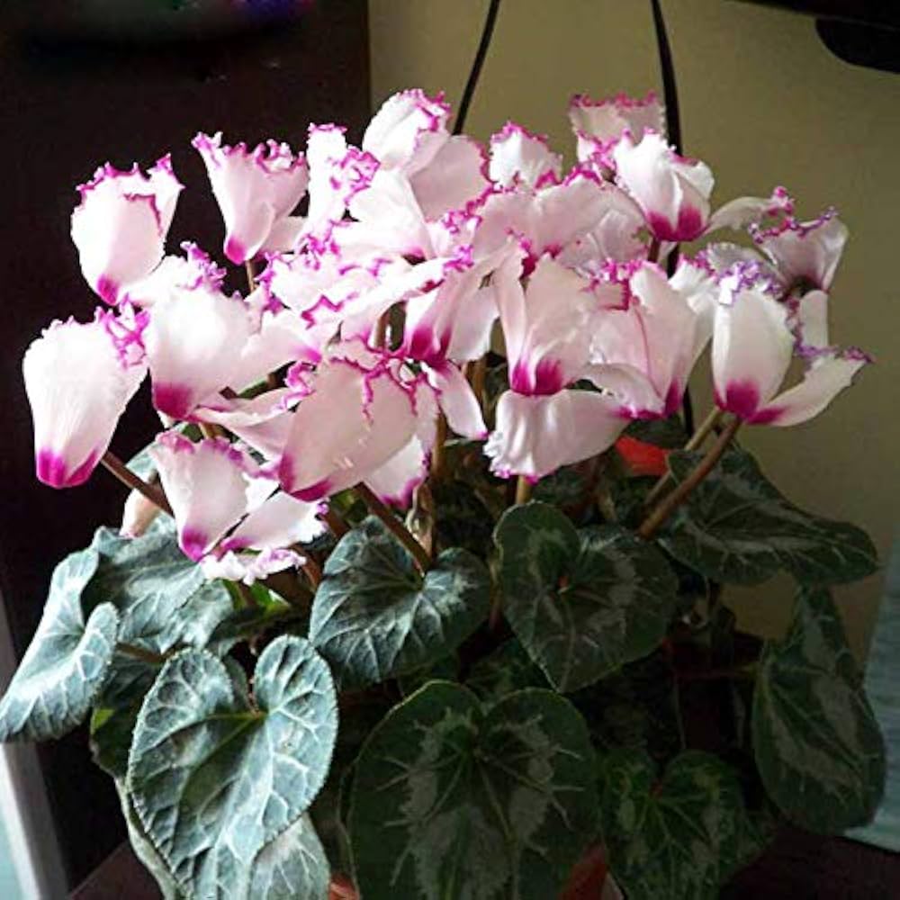 Purple White Cyclamen Flower Seeds for Planting – Heirloom, Non-GMO, High Germination Organic Garden Seeds