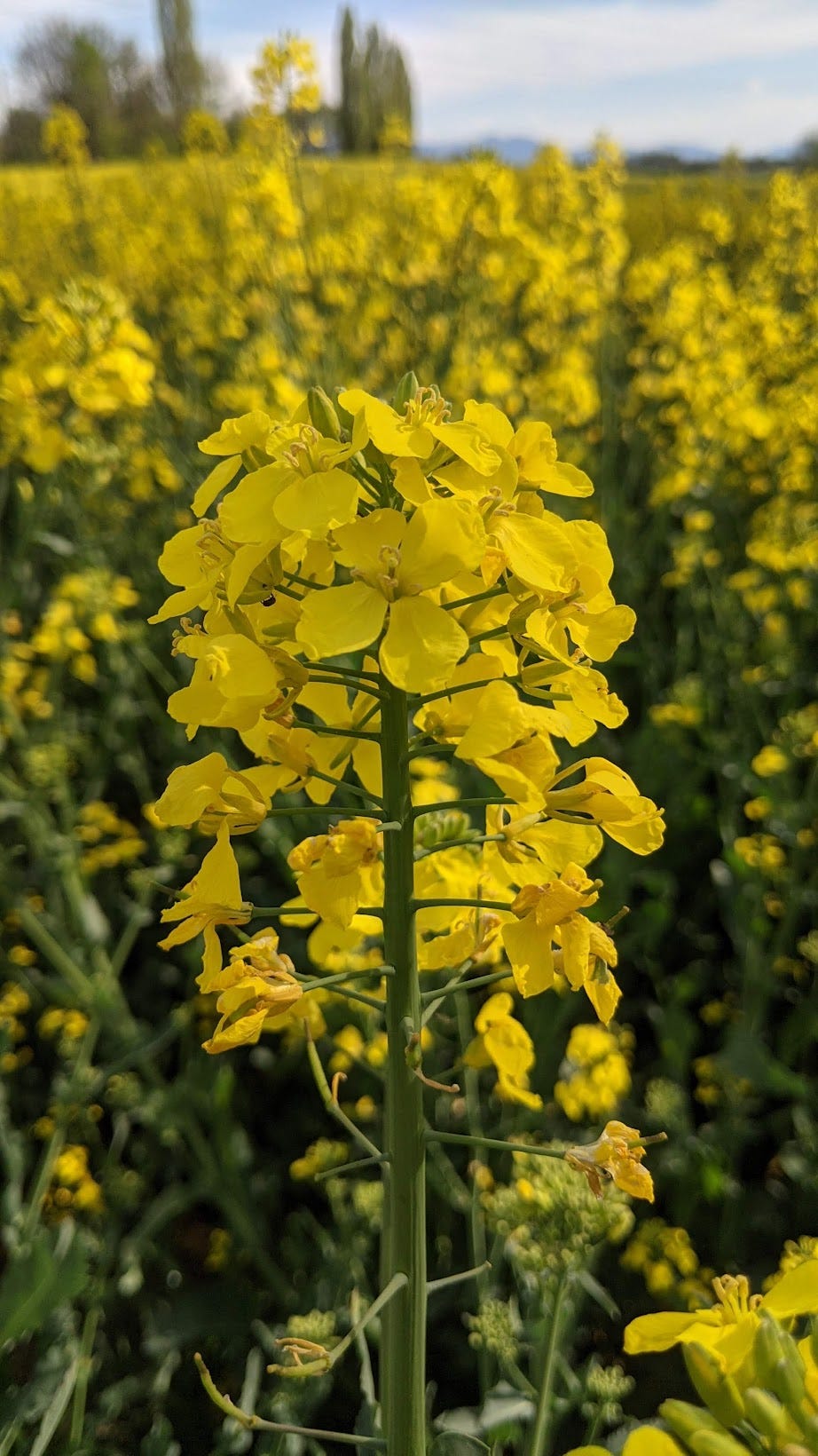 Rapeseed Flower Seeds for Planting – Heirloom, Non-GMO, High Germination Organic Garden Seeds