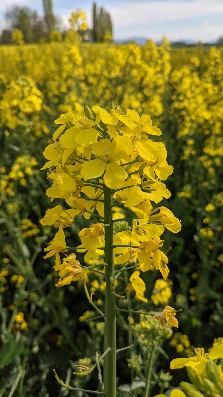 Rapeseed Flower Seeds for Planting – Heirloom, Non-GMO, High Germination Organic Garden Seeds