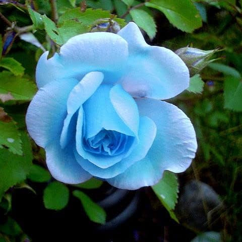 blue rose seeds online Sky Blue Rose Flower Seeds for Planting – Heirloom, Non-GMO Seeds for  Garden Blooms
