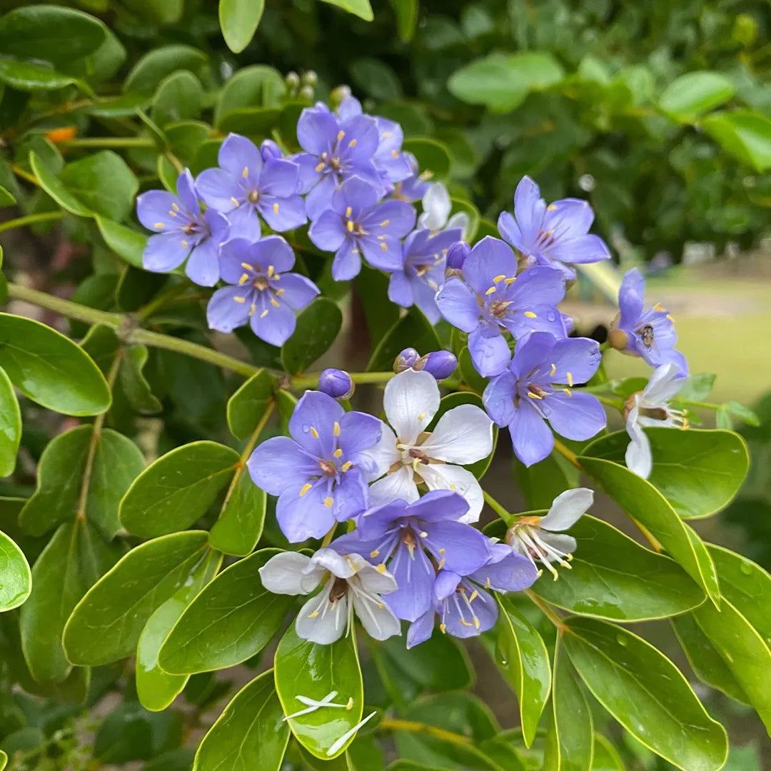 Lignum Flower Seeds for Planting – Heirloom, Non-GMO, High Germination Organic Garden Seeds