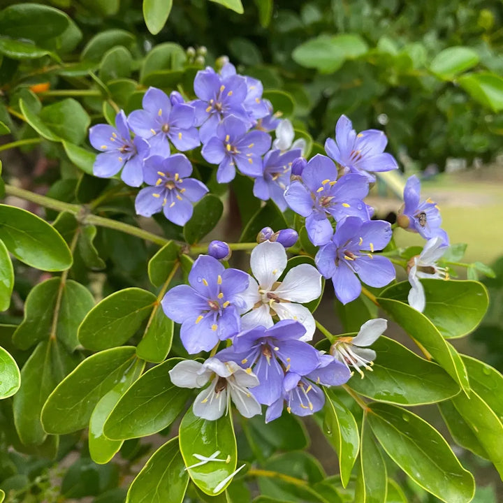 Lignum Flower Seeds for Planting – Heirloom, Non-GMO, High Germination Organic Garden Seeds