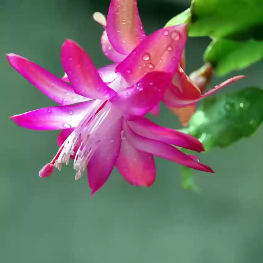 White Pink Zygocactus Flower Seeds for Planting – Heirloom, Non-GMO, High Germination Organic Garden Seeds