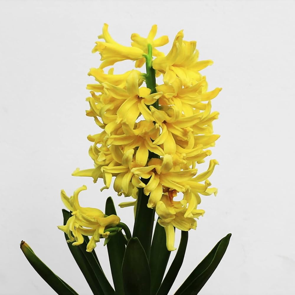 Yellow Hyacinthus Orientalis Flower Seeds for Planting – Heirloom, Non-GMO, High Germination Organic Garden Seeds
