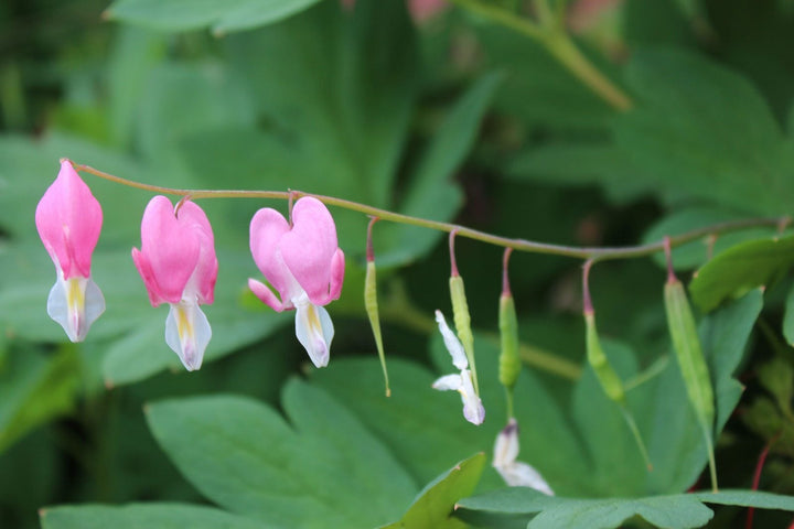 Bleeding Heart Flower Seeds for Planting – Heirloom Non-GMO Organic Garden Seeds, High Germination
