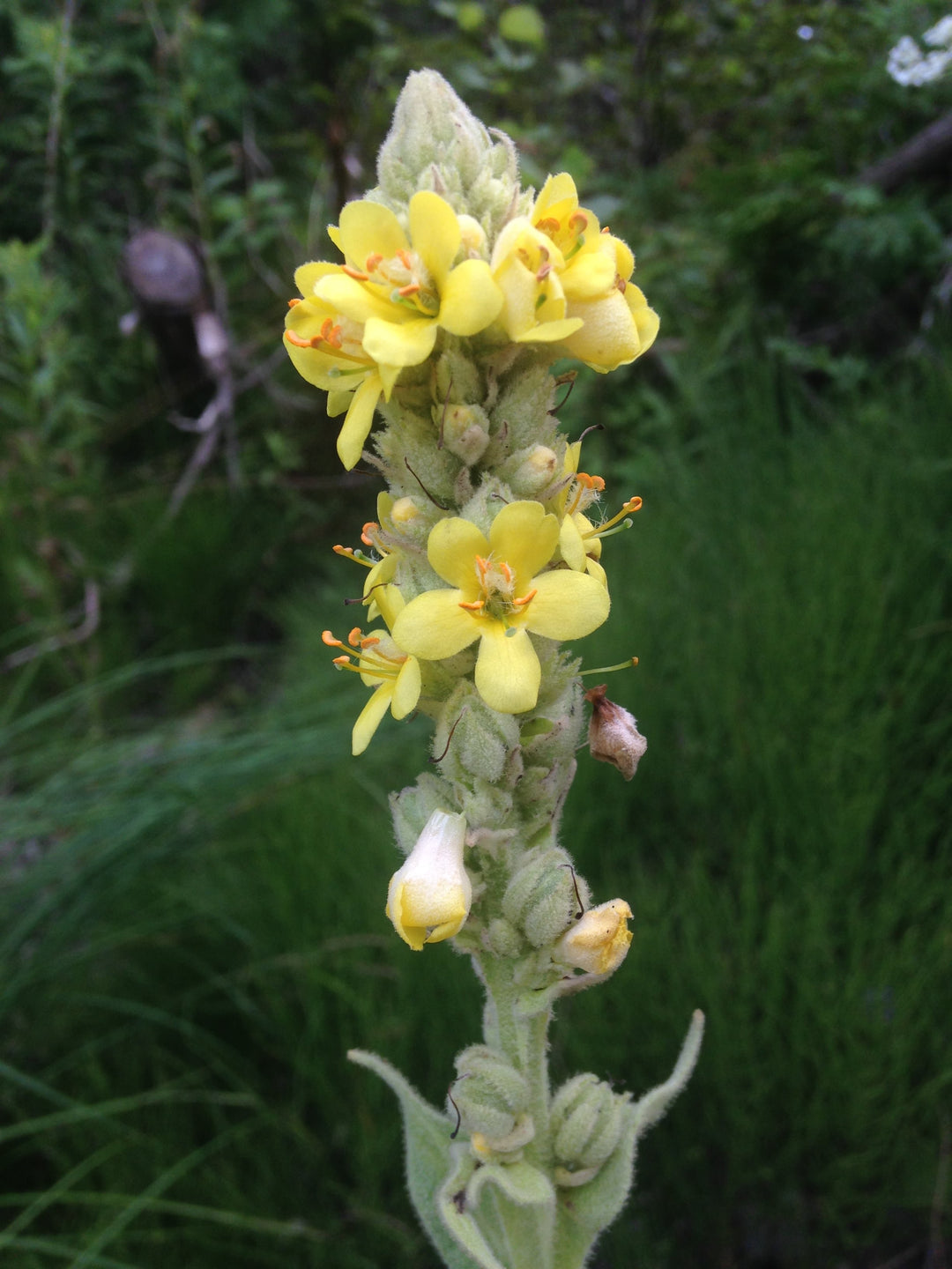 Yellow Mullein Flower Seeds for Planting – Heirloom, Non-GMO, High Germination Garden Seeds