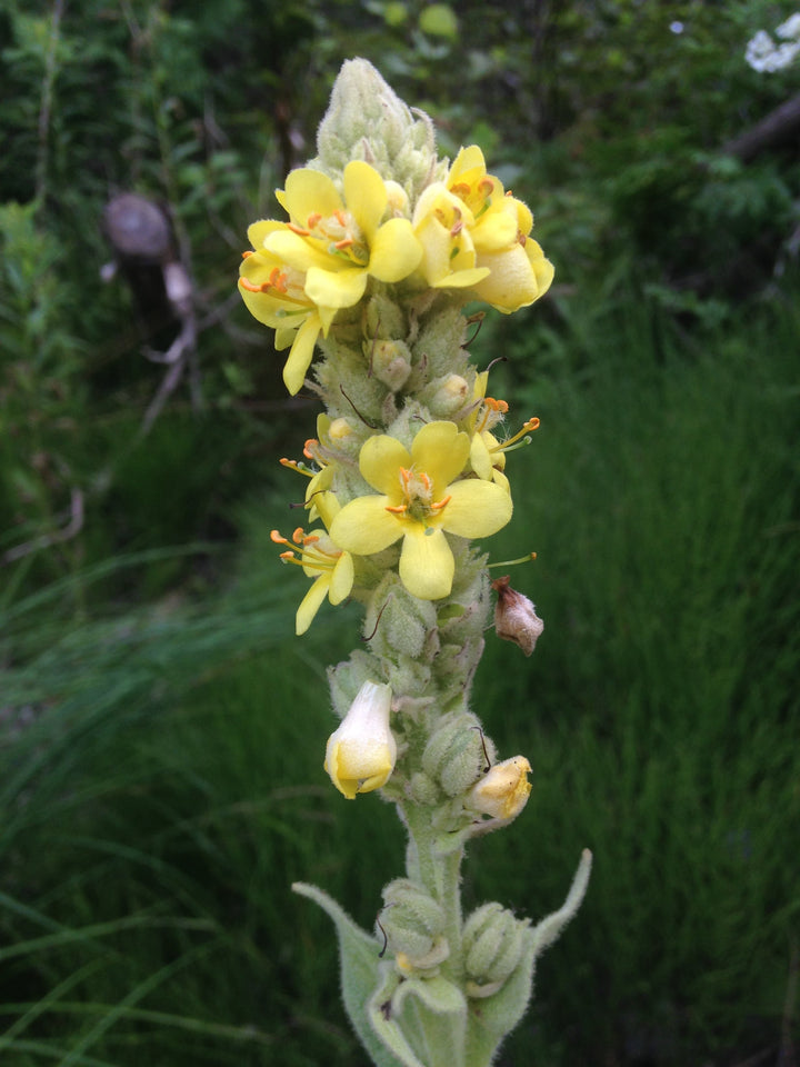 Yellow Mullein Flower Seeds for Planting – Heirloom, Non-GMO, High Germination Garden Seeds
