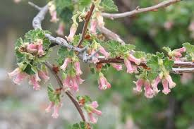 Pink Ribes Cereum Flower Seeds for Planting – Heirloom, Non-GMO, High Germination, Organic Garden Seeds