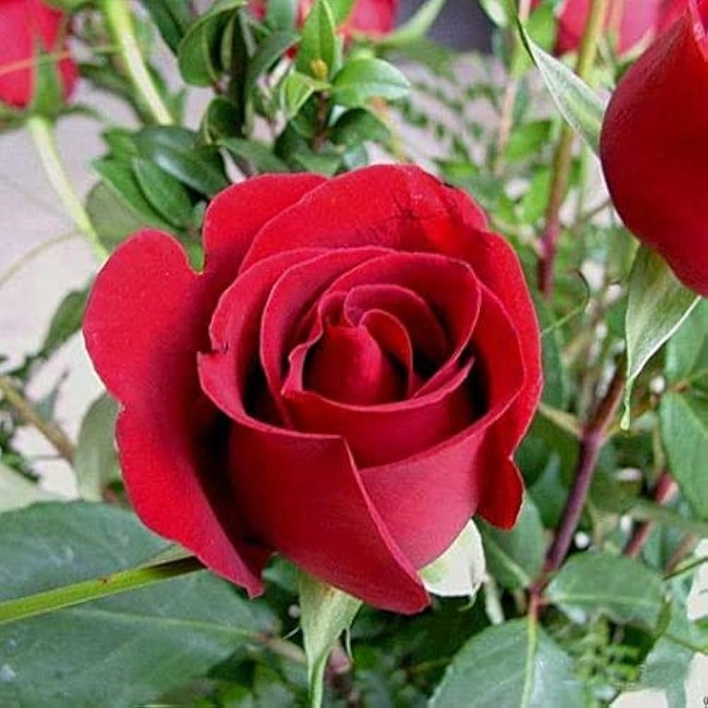 Full Red Rose Plant Seeds for Planting Non-GMO Heirloom Garden Seeds for Growing Beautiful Roses
