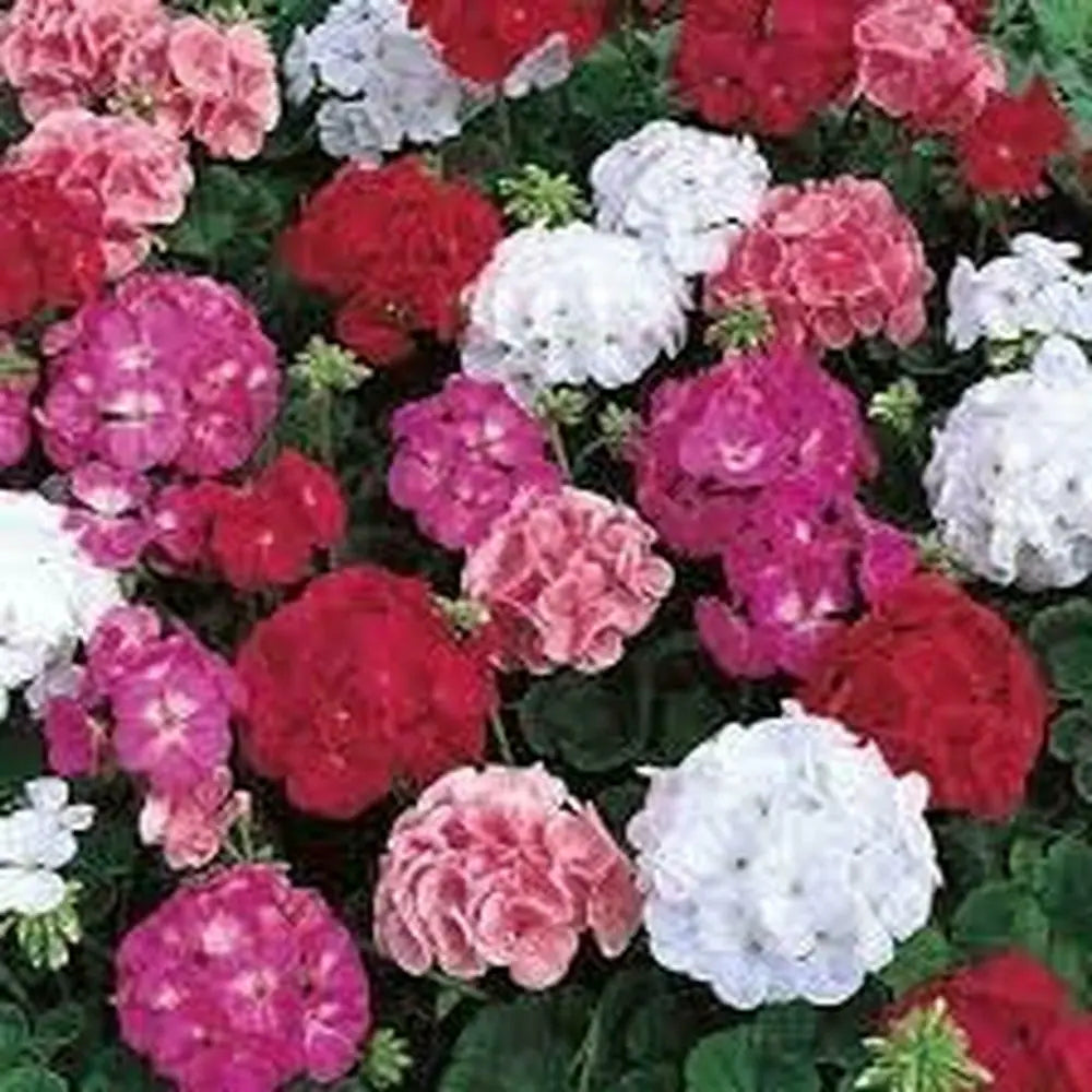 Mixed Perennial Geranium Flower Seeds – Heirloom, Non-GMO, High Germination Organic Garden Seeds for Planting