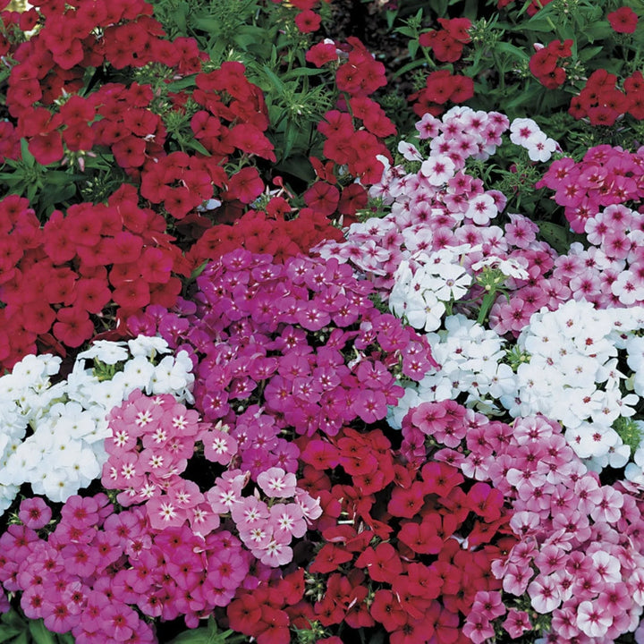 Drummondii Flower Seeds for Planting – Heirloom, Non-GMO, High Germination Organic Garden Seeds