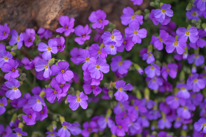 Aubretia Flower Seeds – Heirloom, Non-GMO, Colorful Ground Cover Blooms for Garden Planting