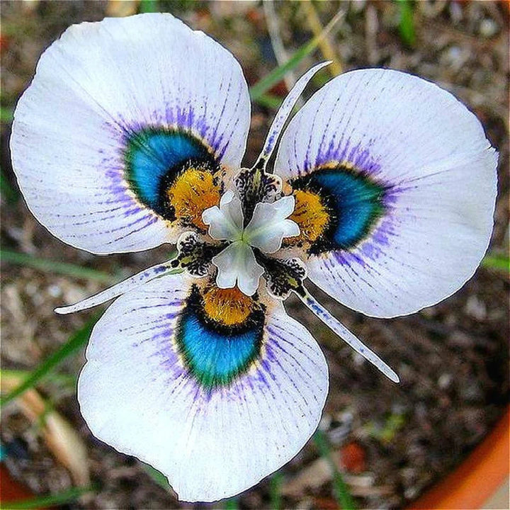 Butterfly Orchid Seeds for Planting – Heirloom, Non-GMO, High Germination Organic Garden Seeds