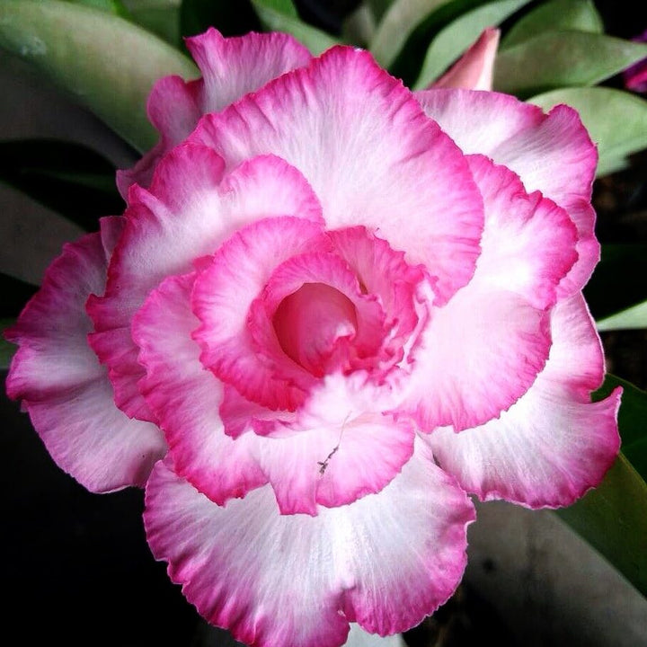 Adenium obesum Rose Heirloom Non-GMO Seeds for Planting