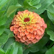 Lime Orange Zinnia Flower Seeds for Planting – Heirloom Non-GMO High Germination Garden Seeds