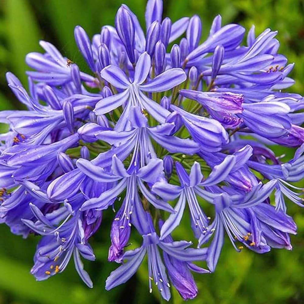 Blue Agapanthus Seeds for Planting – Heirloom, Non-GMO, High Germination Organic Garden Seeds