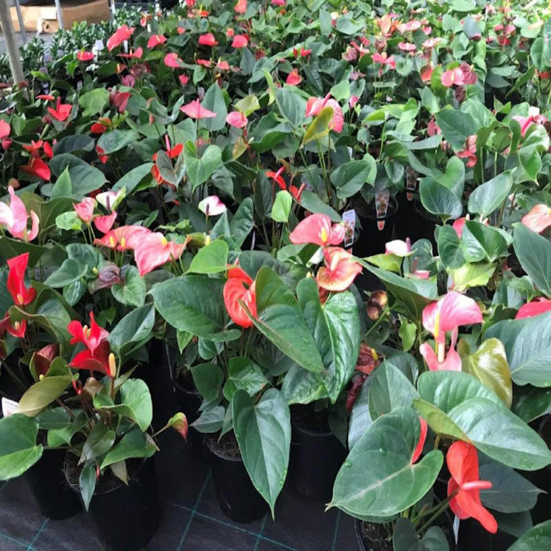 anthurium multicolor Multi-Colour Anthurium Flower Seeds for Planting Tropical