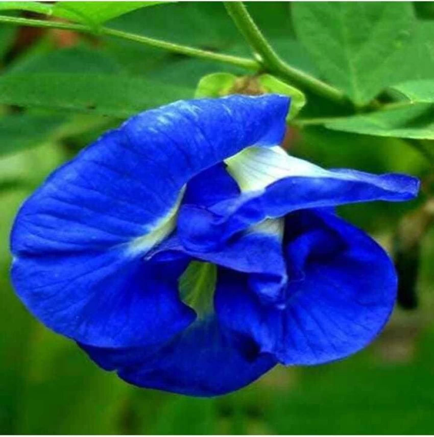 Blue Clitoria Flower Seeds for Planting – Heirloom, Non-GMO, High Germination Organic Garden Seeds