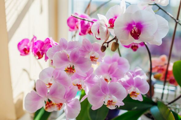 White Violet Butterfly Orchid Seeds for Planting – Heirloom Non-GMO Organic Seeds with High Germination