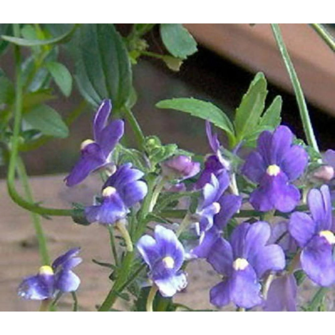 Fairy Mirror Blue Gem Flower Seeds for Planting – Heirloom, Non-GMO, High Germination Organic Garden Seeds
