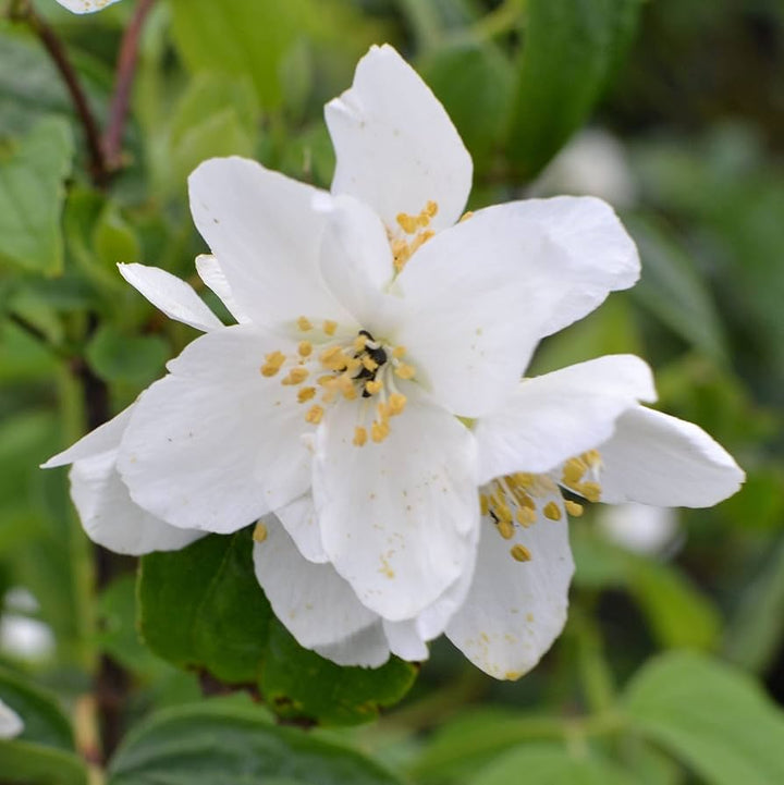 White Philadelphus Coronarius Flower Seeds – Heirloom Non-GMO Mock Orange Blooms for Fragrant Gardens