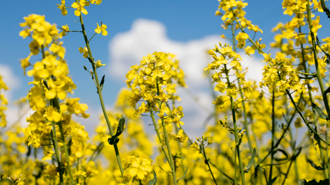 Rapeseed Flower Seeds for Planting – Heirloom, Non-GMO, High Germination Organic Garden Seeds