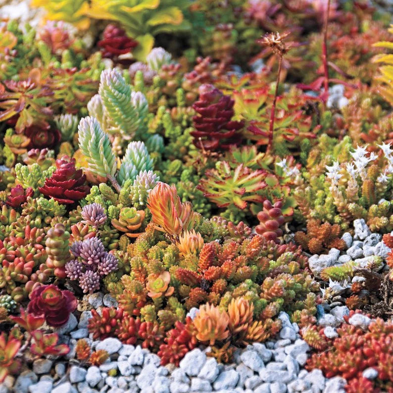 colorful succulent seeds Organic Sedum Succulent Plant Seeds in Mixed Colors – Heirloom, Non-GM –  Neeraseeds