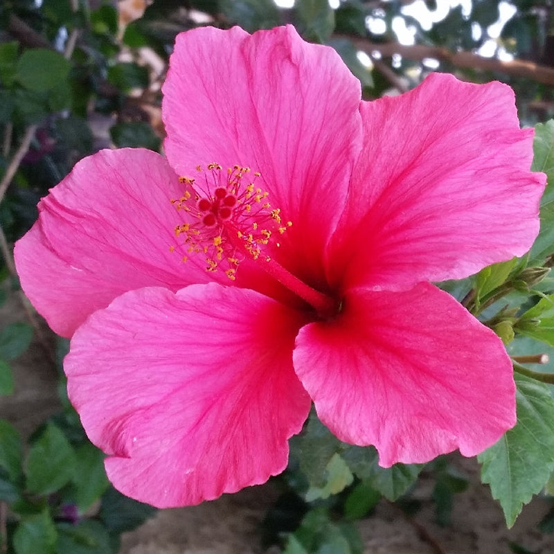 hibiscus rosa sinensis seeds for sale Heirloom Non-GMO Pink Hibiscus Rosa-Sinensis Flower Seeds for Planting – Exotic Tropical Garden Blooms