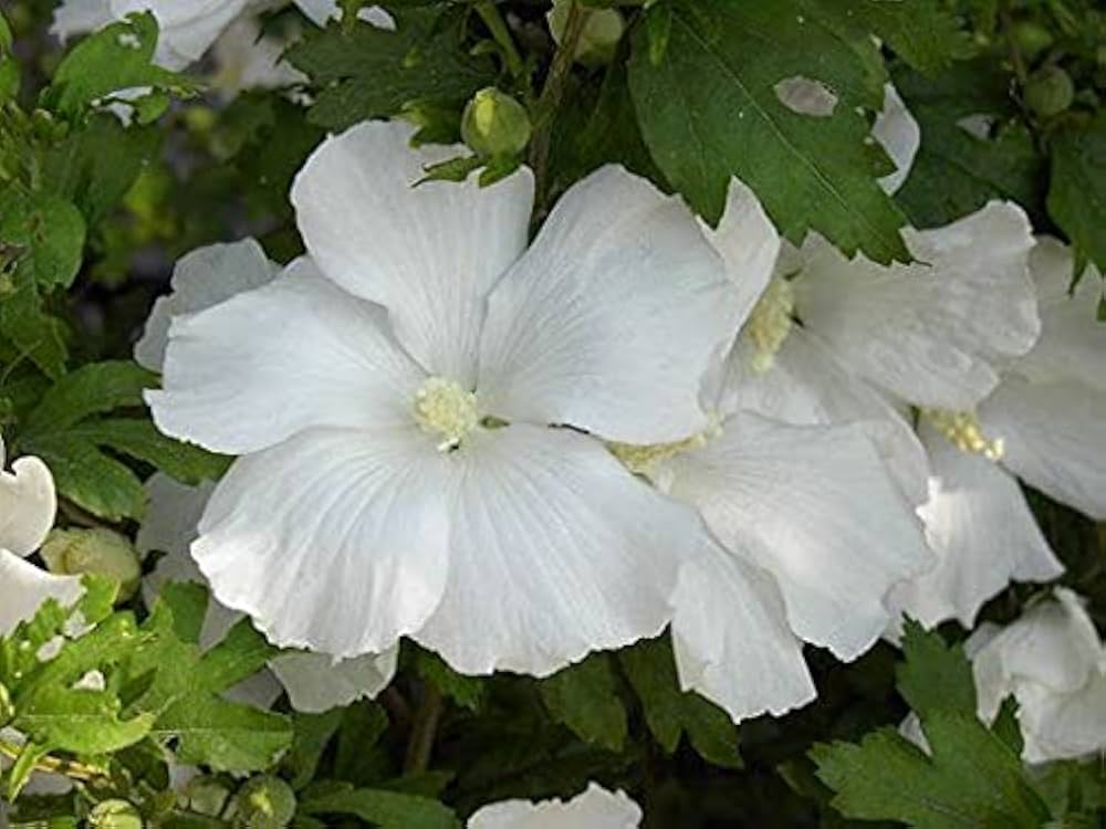 White Sharon Rose Plant Seeds for Planting – Non-GMO, Heirloom Garden Seeds for Growing