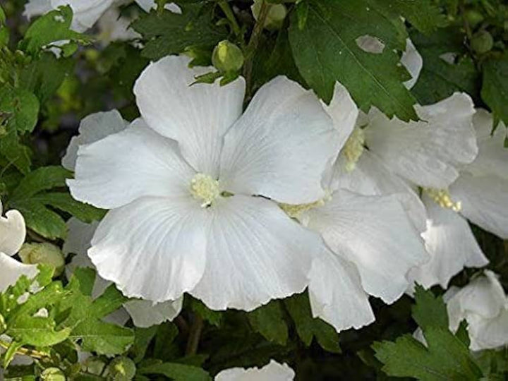 White Sharon Rose Plant Seeds for Planting – Non-GMO, Heirloom Garden Seeds for Growing