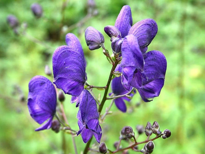Aconite Flower Seeds for Planting – Heirloom, Non-GMO, High Germination Organic Garden Seeds