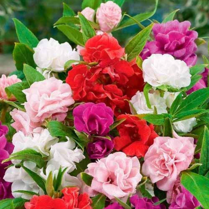 Camellia Impatiens Flower Seeds for Planting – Heirloom & Non-GMO Shade Garden Seeds
