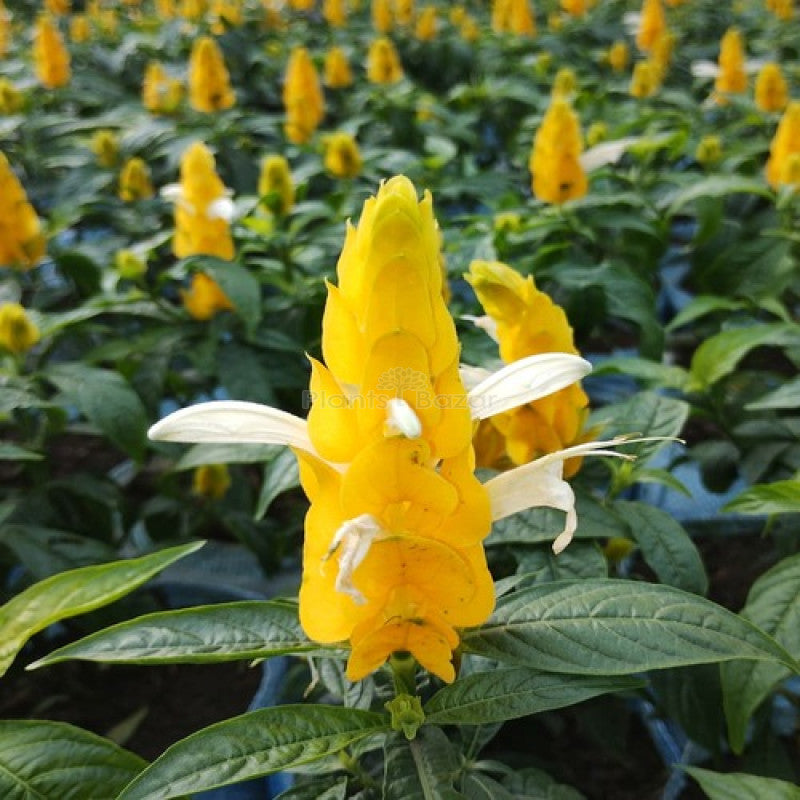 Yellow Crossandra Flower Seeds for Planting – Heirloom, Non-GMO, High Germination Organic Garden Seeds