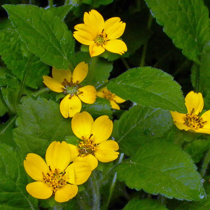 Chrysogonum Virginianum Flower Seeds for planting – Heirloom, Non-GMO, Easy to Grow Perennial Seeds