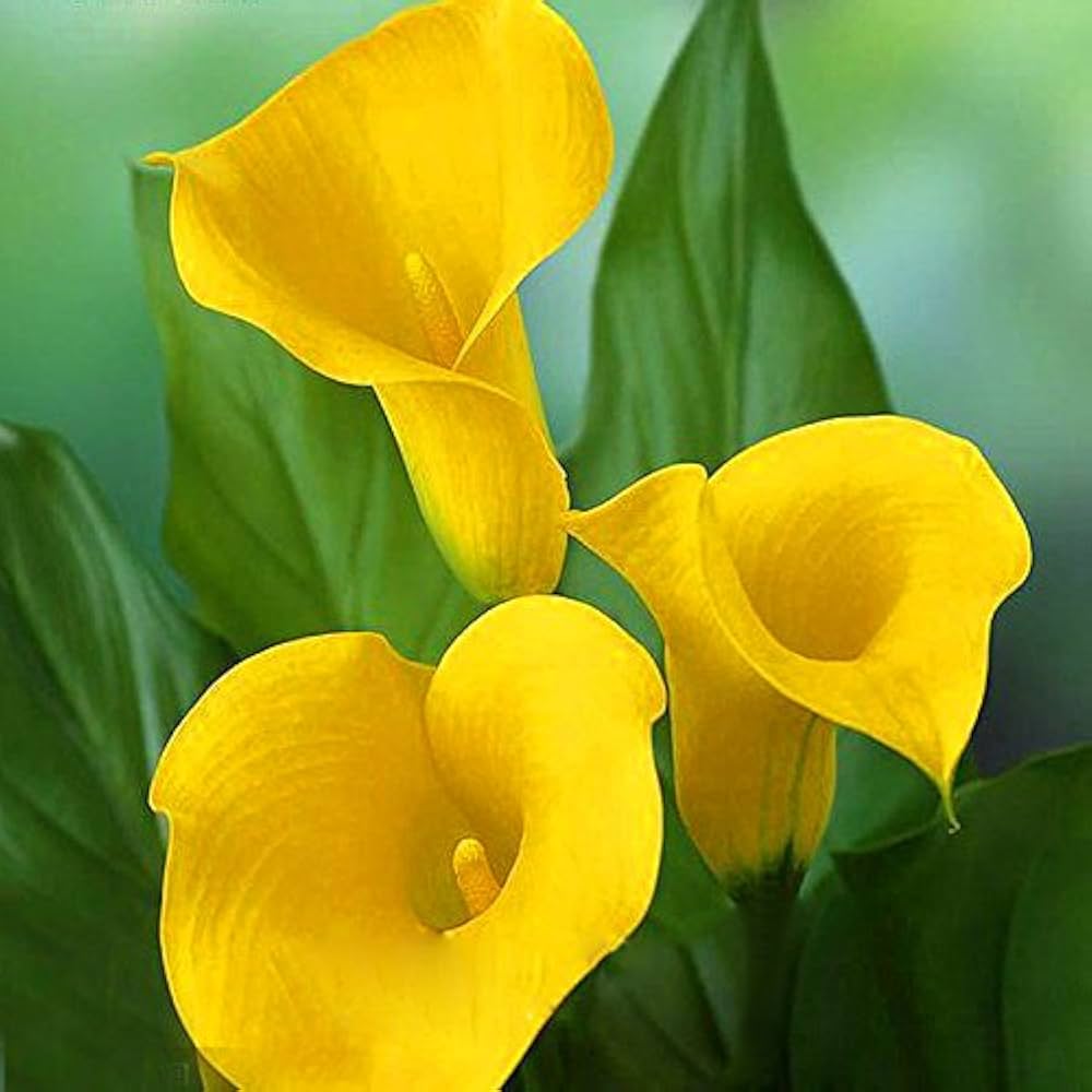 Yellow Calla Seeds for Planting – Organic, Heirloom, Non-GMO, High Germination Organic Garden Seeds