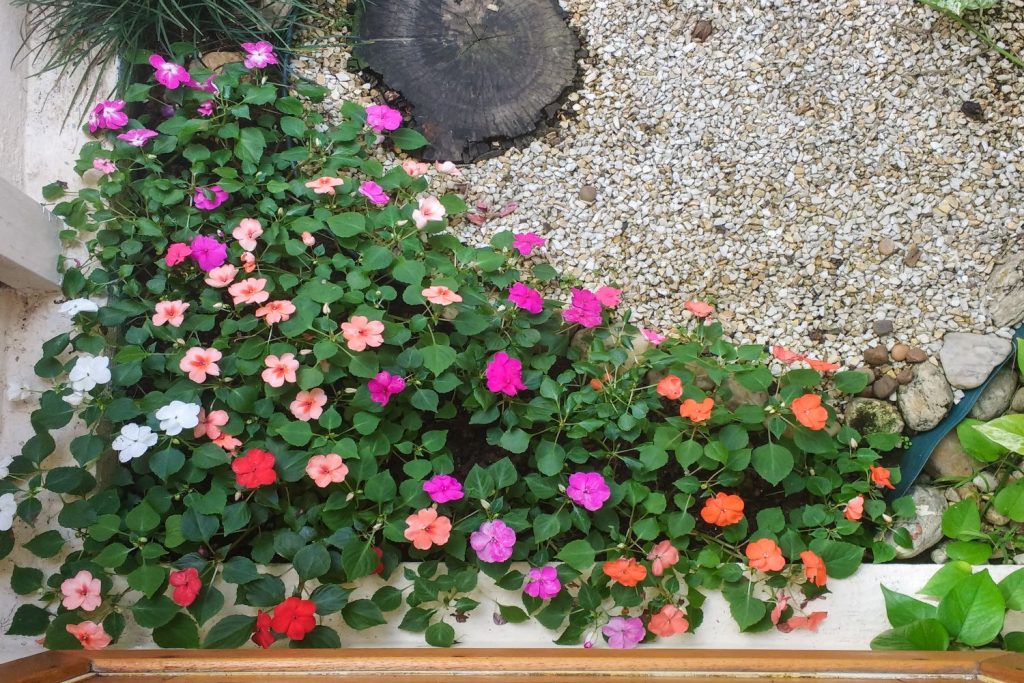 Lizzie Flower Seeds for Planting – Heirloom, Non-GMO, High Germination, Organic Garden Seeds