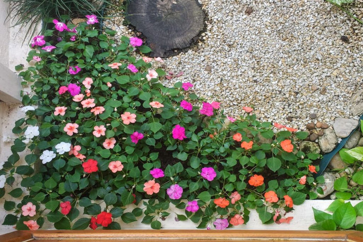 Lizzie Flower Seeds for Planting – Heirloom, Non-GMO, High Germination, Organic Garden Seeds