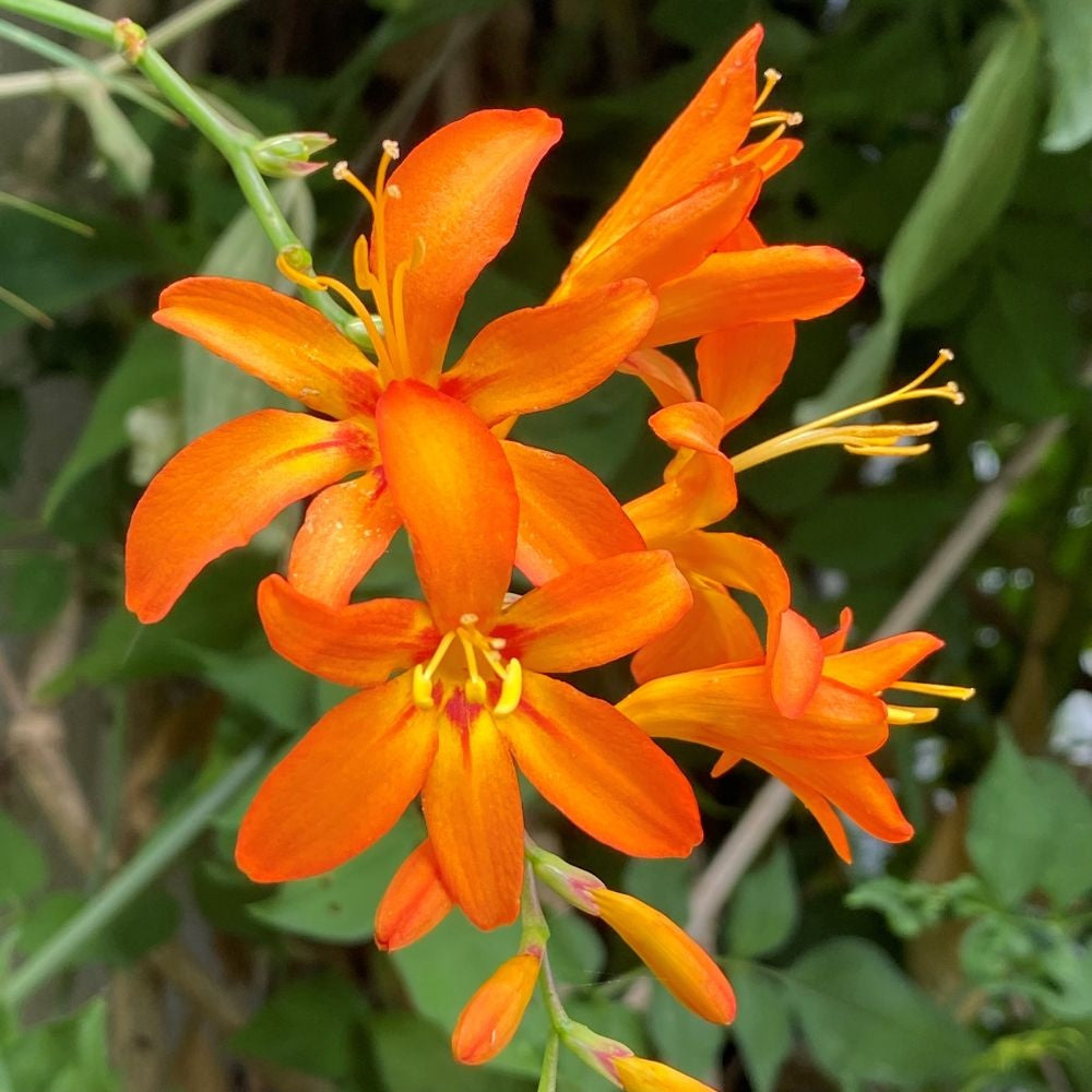 Orange Crocosmia Flower Seeds for Planting  Heirloom, Non-GMO, High  Germination Organic Garden Seeds