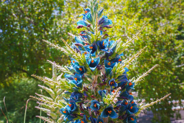 Blue Puya Venusta Flower Seeds for Planting – Heirloom, Non-GMO, High Germination Exotic Garden Blooms